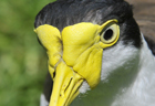 Spur winged plover 103031.jpg